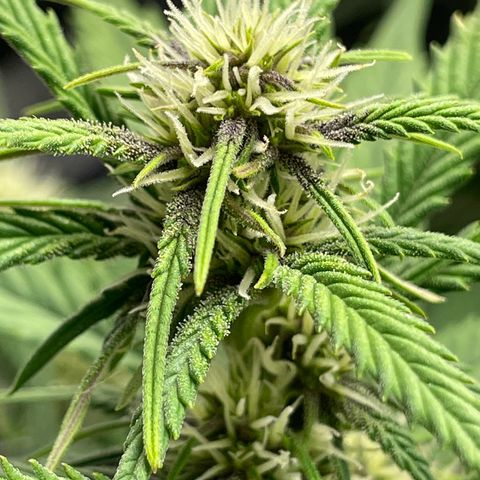 Banana Purple Punch Auto growlog photo: Purple coming in