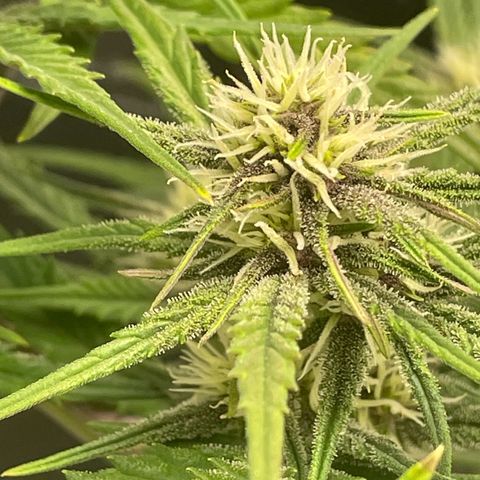 Banana Purple Punch Auto growlog timeline photo