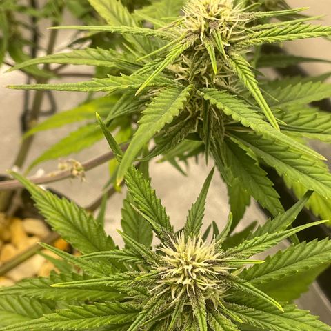 Banana Purple Punch Auto growlog timeline photo