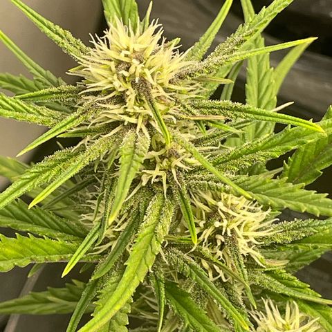 Banana Purple Punch Auto growlog timeline photo
