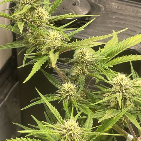 Banana Purple Punch Auto growlog timeline photo