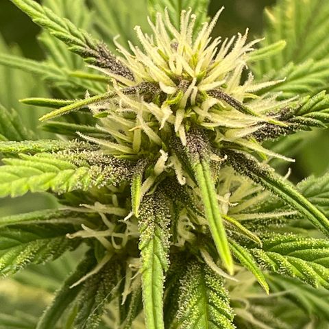 Banana Purple Punch Auto growlog timeline photo