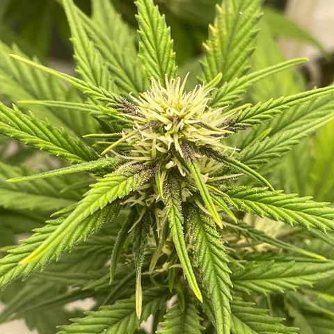 Banana Purple Punch Auto growlog timeline photo