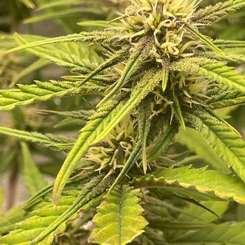 Banana Purple Punch Auto growlog timeline photo