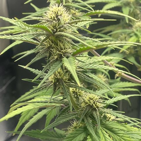 Banana Purple Punch Auto growlog timeline photo