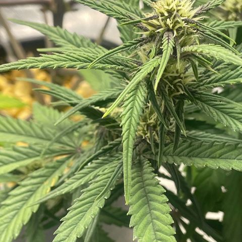 Banana Purple Punch Auto growlog timeline photo