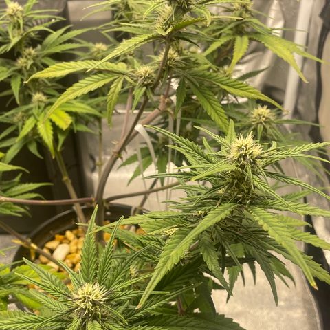 Banana Purple Punch Auto growlog timeline photo