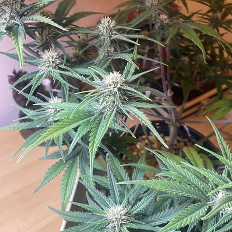 Banana Purple Punch Auto growlog timeline photo