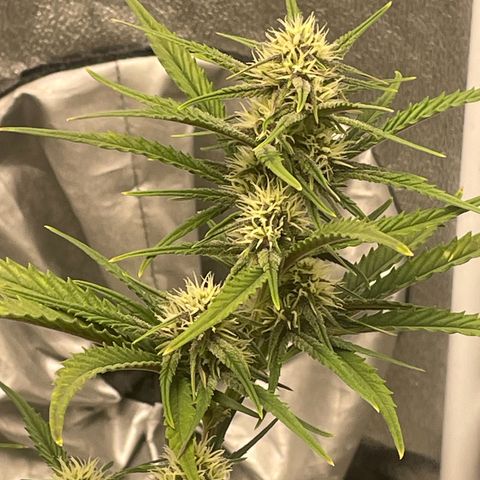 Banana Purple Punch Auto growlog timeline photo