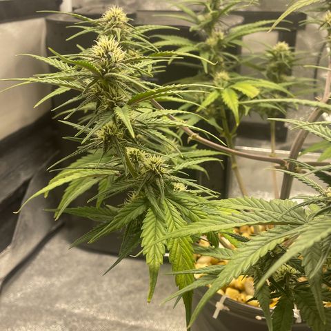 Banana Purple Punch Auto growlog timeline photo