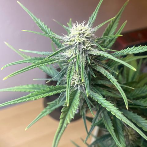 Banana Purple Punch Auto growlog timeline photo