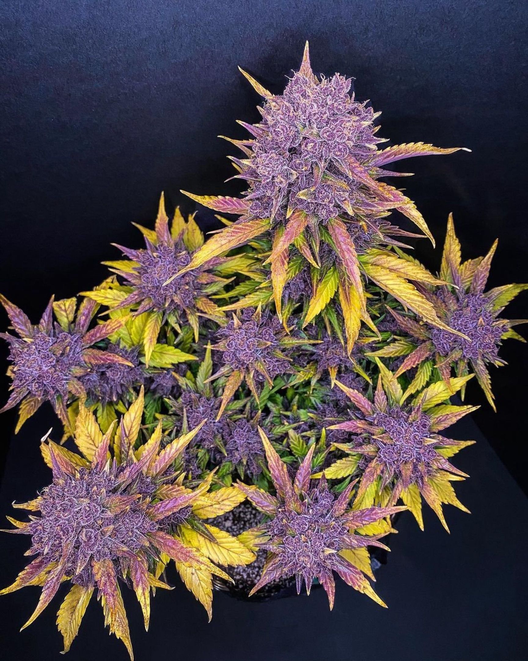Purple Lemonade🍇 #1 growlog header