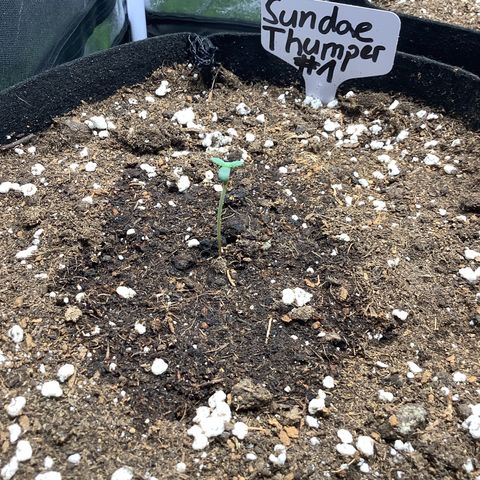 Sundae Thumper #1 growlog timeline photo