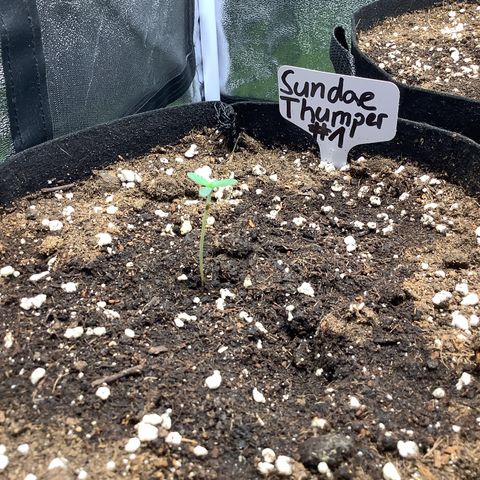 Sundae Thumper #1 growlog timeline photo