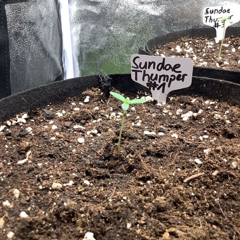 Sundae Thumper #1 growlog timeline photo