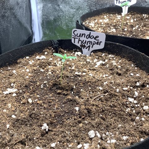 Sundae Thumper #1 growlog timeline photo