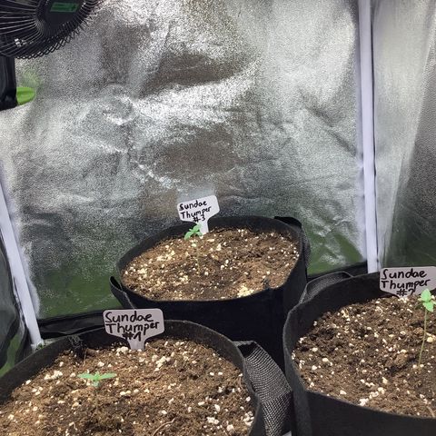 Sundae Thumper #1 growlog timeline photo