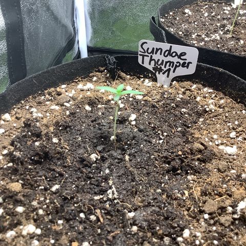 Sundae Thumper #1 growlog timeline photo