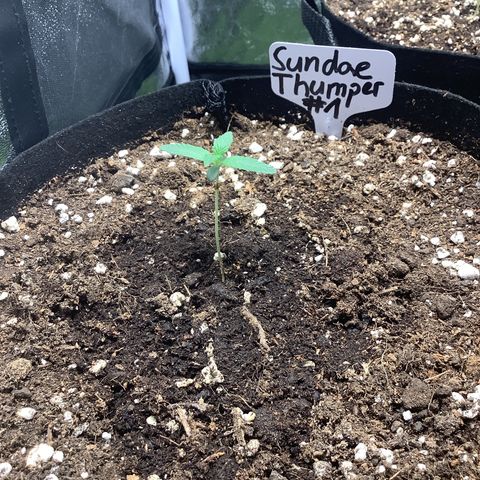 Sundae Thumper #1 growlog timeline photo