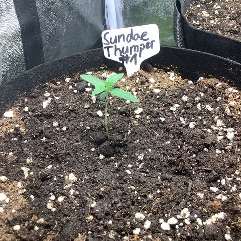 Sundae Thumper #1 growlog timeline photo