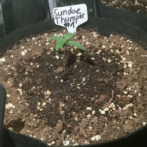 Sundae Thumper #1 growlog timeline photo