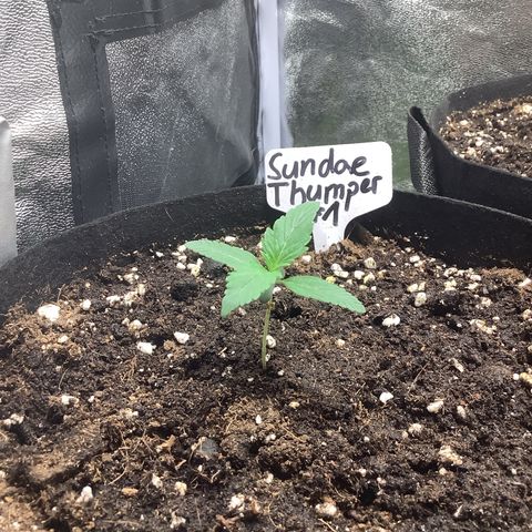 Sundae Thumper #1 growlog timeline photo