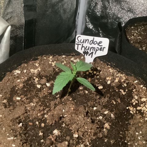 Sundae Thumper #1 growlog timeline photo