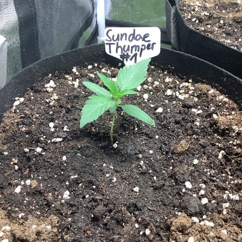 Sundae Thumper #1 growlog timeline photo