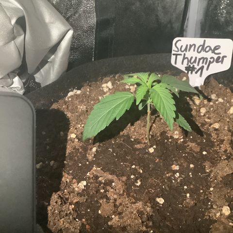 Sundae Thumper #1 growlog timeline photo