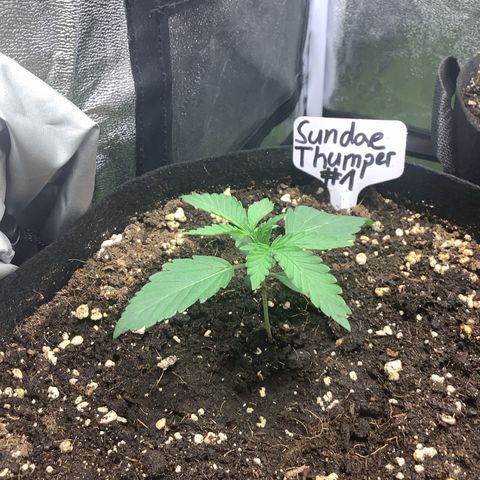 Sundae Thumper #1 growlog timeline photo