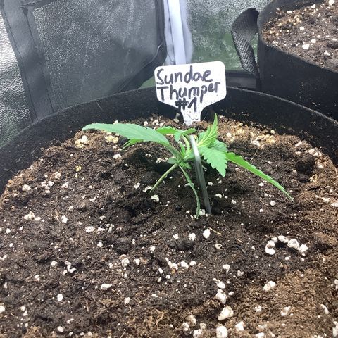 Sundae Thumper #1 growlog timeline photo