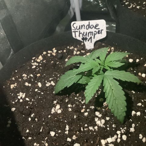 Sundae Thumper #1 growlog timeline photo
