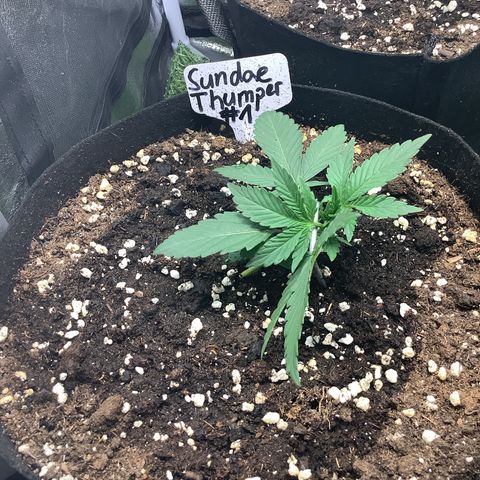 Sundae Thumper #1 growlog timeline photo