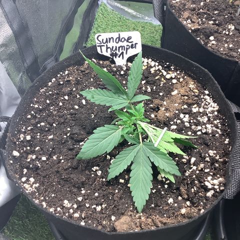 Sundae Thumper #1 growlog timeline photo