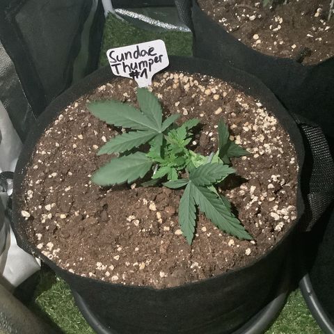 Sundae Thumper #1 growlog timeline photo