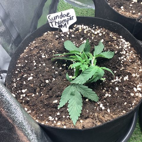 Sundae Thumper #1 growlog timeline photo