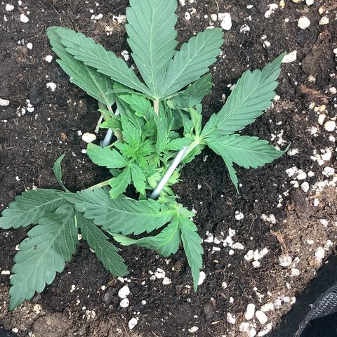 Sundae Thumper #1 growlog timeline photo