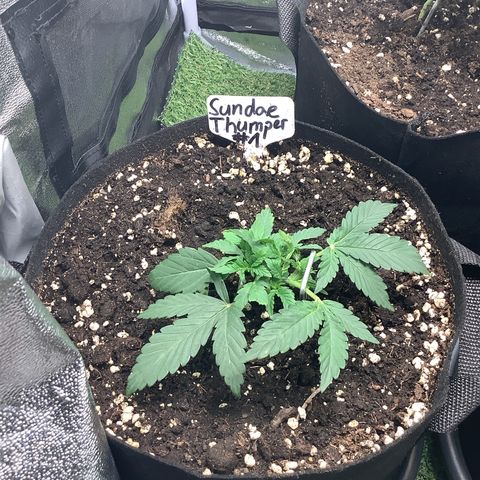 Sundae Thumper #1 growlog timeline photo