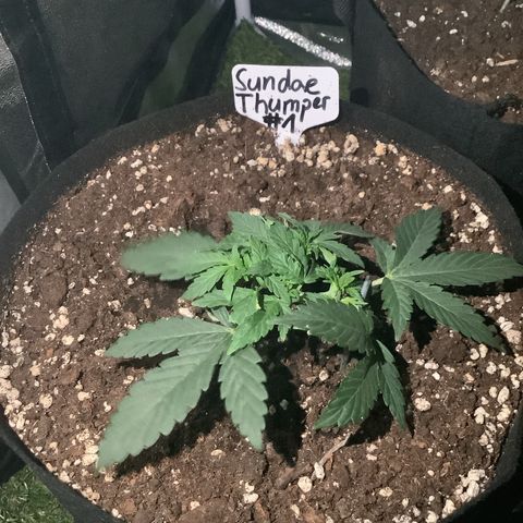 Sundae Thumper #1 growlog timeline photo