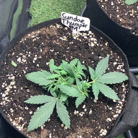 Sundae Thumper #1 growlog timeline photo