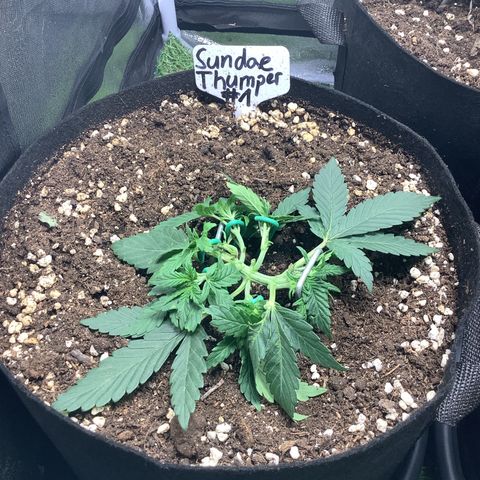 Sundae Thumper #1 growlog timeline photo