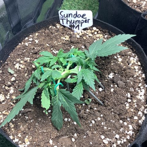 Sundae Thumper #1 growlog timeline photo