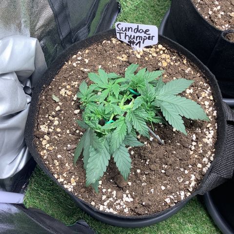 Sundae Thumper #1 growlog timeline photo