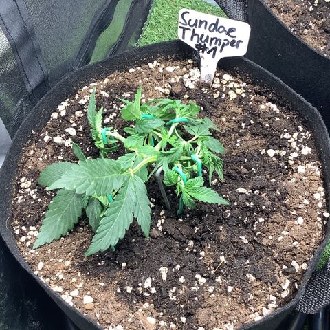 Sundae Thumper #1 growlog timeline photo