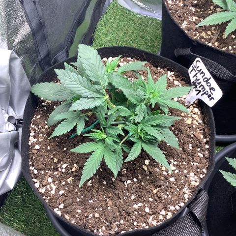 Sundae Thumper #1 growlog timeline photo