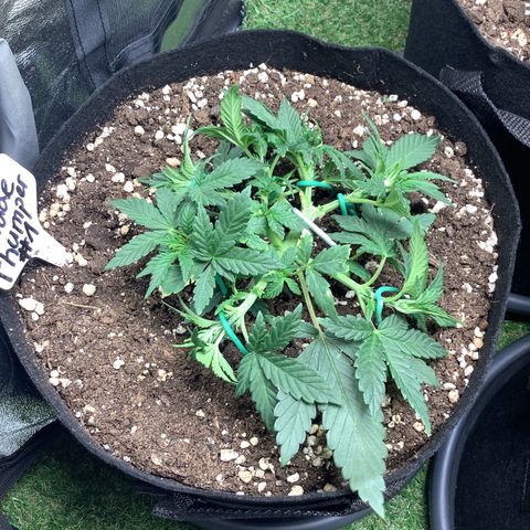 Sundae Thumper #1 growlog timeline photo