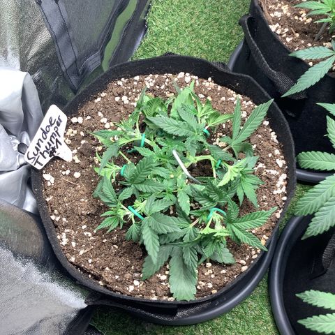 Sundae Thumper #1 growlog timeline photo