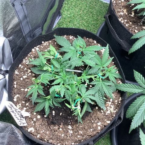 Sundae Thumper #1 growlog timeline photo