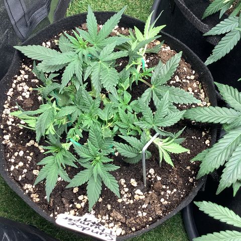Sundae Thumper #1 growlog timeline photo