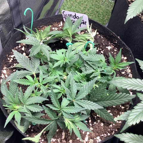 Sundae Thumper #1 growlog timeline photo